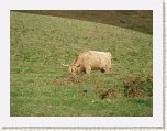 0988-Dartmoor Moors Highland Cattle * 800 x 600 * (111KB)